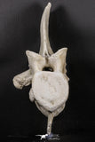 06217 - Museum Grade 22.8 Inch Dyrosaurus phosphaticus 6 Vertebrae Bones Association