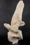 06217 - Museum Grade 22.8 Inch Dyrosaurus phosphaticus 6 Vertebrae Bones Association