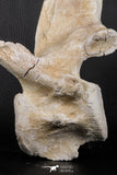 06217 - Museum Grade 22.8 Inch Dyrosaurus phosphaticus 6 Vertebrae Bones Association