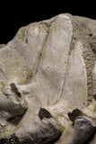 20958 - Museum Grade 17.28 Inch Dyrosaurus phosphaticus 6 Vertebrae Bones Association