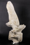 06217 - Museum Grade 22.8 Inch Dyrosaurus phosphaticus 6 Vertebrae Bones Association