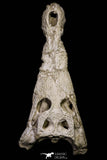 20959 - Museum Grade 14.96 Inch Maroccosuchus zennaroi Complete Skull