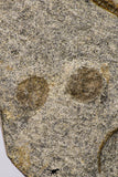 09132 -  Top Quality Association of 2 OPHIURA SP Brittlestars Upper Ordovician - Ktaoua Fm