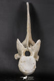 06217 - Museum Grade 22.8 Inch Dyrosaurus phosphaticus 6 Vertebrae Bones Association