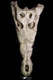 20959 - Museum Grade 14.96 Inch Maroccosuchus zennaroi Complete Skull