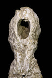 20959 - Museum Grade 14.96 Inch Maroccosuchus zennaroi Complete Skull