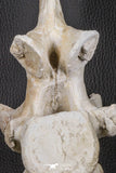 06217 - Museum Grade 22.8 Inch Dyrosaurus phosphaticus 6 Vertebrae Bones Association