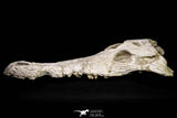 20959 - Museum Grade 14.96 Inch Maroccosuchus zennaroi Complete Skull