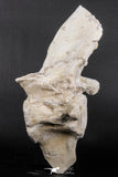 06217 - Museum Grade 22.8 Inch Dyrosaurus phosphaticus 6 Vertebrae Bones Association