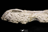 20959 - Museum Grade 14.96 Inch Maroccosuchus zennaroi Complete Skull