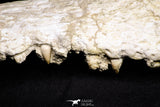 20959 - Museum Grade 14.96 Inch Maroccosuchus zennaroi Complete Skull