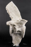 06217 - Museum Grade 22.8 Inch Dyrosaurus phosphaticus 6 Vertebrae Bones Association