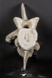 06217 - Museum Grade 22.8 Inch Dyrosaurus phosphaticus 6 Vertebrae Bones Association