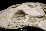 20959 - Museum Grade 14.96 Inch Maroccosuchus zennaroi Complete Skull