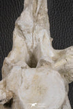 06217 - Museum Grade 22.8 Inch Dyrosaurus phosphaticus 6 Vertebrae Bones Association