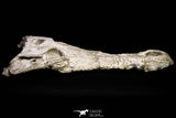 20959 - Museum Grade 14.96 Inch Maroccosuchus zennaroi Complete Skull