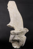 06217 - Museum Grade 22.8 Inch Dyrosaurus phosphaticus 6 Vertebrae Bones Association