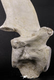 06217 - Museum Grade 22.8 Inch Dyrosaurus phosphaticus 6 Vertebrae Bones Association