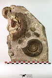 09134 - Top Beautiful Association of Unidentified Jurassic Ammonites - Atlas Mountains