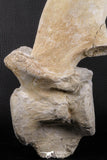 06217 - Museum Grade 22.8 Inch Dyrosaurus phosphaticus 6 Vertebrae Bones Association