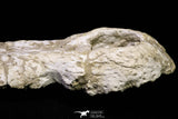 20959 - Museum Grade 14.96 Inch Maroccosuchus zennaroi Complete Skull