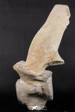 06217 - Museum Grade 22.8 Inch Dyrosaurus phosphaticus 6 Vertebrae Bones Association