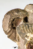 09134 - Top Beautiful Association of Unidentified Jurassic Ammonites - Atlas Mountains