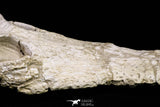 20959 - Museum Grade 14.96 Inch Maroccosuchus zennaroi Complete Skull