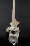 06217 - Museum Grade 22.8 Inch Dyrosaurus phosphaticus 6 Vertebrae Bones Association