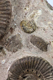 09134 - Top Beautiful Association of Unidentified Jurassic Ammonites - Atlas Mountains