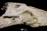 20959 - Museum Grade 14.96 Inch Maroccosuchus zennaroi Complete Skull