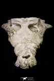 20959 - Museum Grade 14.96 Inch Maroccosuchus zennaroi Complete Skull