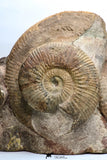 09135 - Top Quality Association of Unidentified Jurassic Ammonites - Atlas Mountains