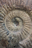 09135 - Top Quality Association of Unidentified Jurassic Ammonites - Atlas Mountains