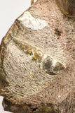 09135 - Top Quality Association of Unidentified Jurassic Ammonites - Atlas Mountains