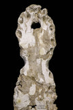 20959 - Museum Grade 14.96 Inch Maroccosuchus zennaroi Complete Skull