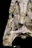 20959 - Museum Grade 14.96 Inch Maroccosuchus zennaroi Complete Skull