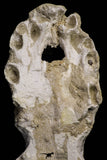 20959 - Museum Grade 14.96 Inch Maroccosuchus zennaroi Complete Skull