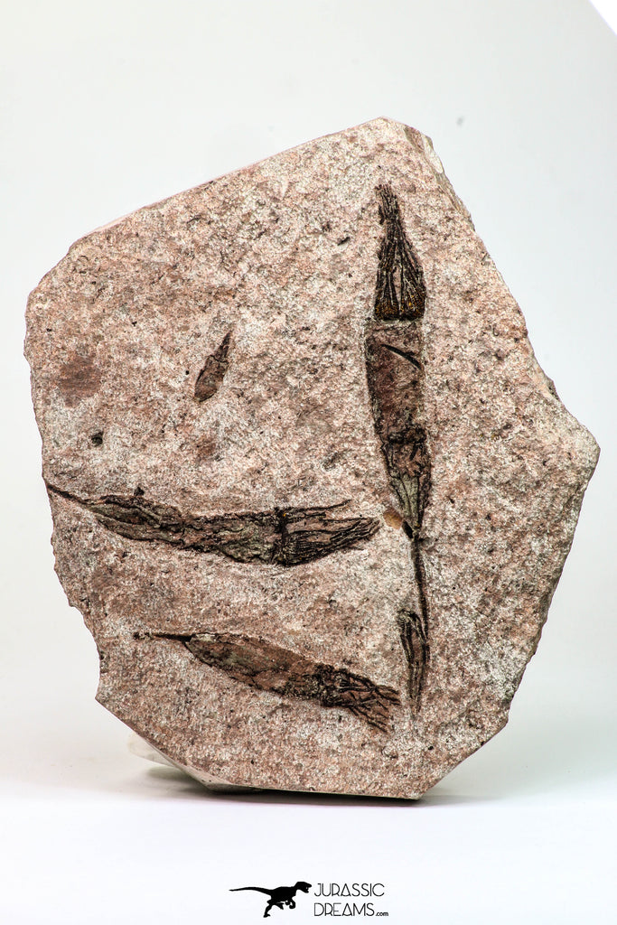 09137 -  Wide 4.98 Inch Eocrinoid (Ascocystites) Plate - Lower Ordovician