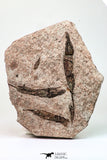 09137 -  Wide 4.98 Inch Eocrinoid (Ascocystites) Plate - Lower Ordovician