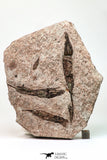 09137 -  Wide 4.98 Inch Eocrinoid (Ascocystites) Plate - Lower Ordovician