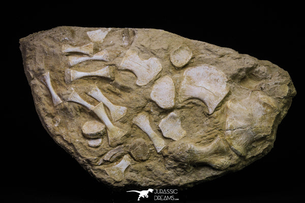 Museum Grade 11.81 Inch Unidentified Mosasaur Almost Complete Paddle ...