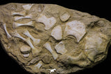 20960 - Museum Grade 11.81 Inch Unidentified Mosasaur Almost Complete Paddle Limb Bones