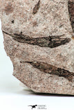 09137 -  Wide 4.98 Inch Eocrinoid (Ascocystites) Plate - Lower Ordovician