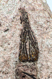 09137 -  Wide 4.98 Inch Eocrinoid (Ascocystites) Plate - Lower Ordovician