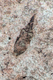 09137 -  Wide 4.98 Inch Eocrinoid (Ascocystites) Plate - Lower Ordovician