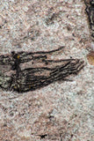 09137 -  Wide 4.98 Inch Eocrinoid (Ascocystites) Plate - Lower Ordovician