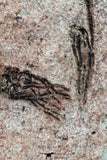09137 -  Wide 4.98 Inch Eocrinoid (Ascocystites) Plate - Lower Ordovician