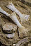 20960 - Museum Grade 11.81 Inch Unidentified Mosasaur Almost Complete Paddle Limb Bones