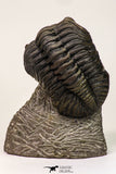 09138 - Top Beautiful 3.19 Inch Drotops megalomanicus Middle Devonian Trilobite